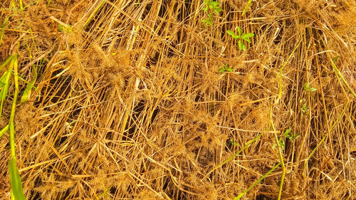 Full frame shot of crops on field