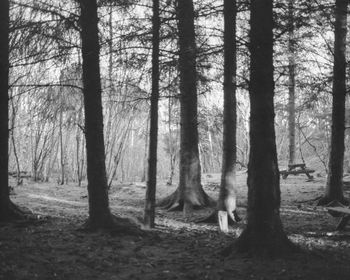 Trees in forest