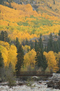 Trees in autumn