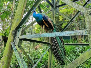 Bird perching on a railing