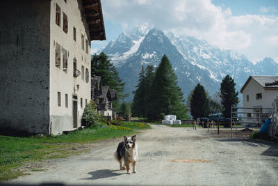 Shepherd dog outside a typical swiss house in val bregaglia