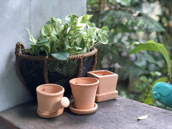 Close-up of potted plant on table
