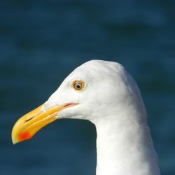 Close-up side view of bird