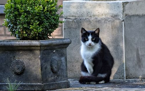 Portrait of cat