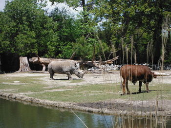 Horses standing by lake against trees