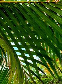 Full frame shot of palm leaves