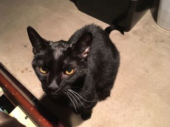 Portrait of black cat sitting