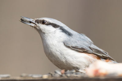 Close-up of bird