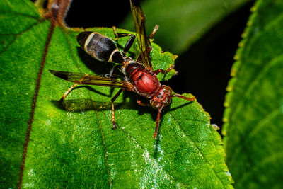 Close-up of insect on plant