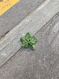 Close-up of plant on road