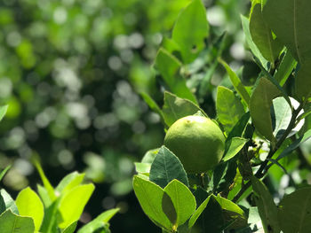 Close-up of fruits growing on tree