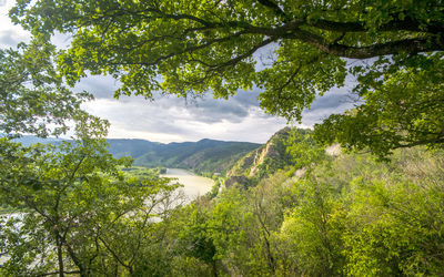 Scenic view of forest against sky