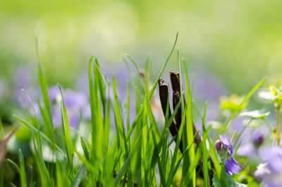 Close-up of insect on grass