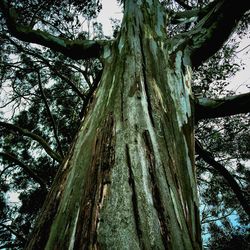 Low angle view of trees in forest