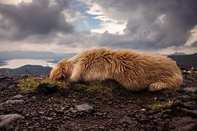 Sheep in a field