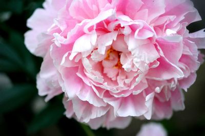 Close-up of pink peony growing outdoors