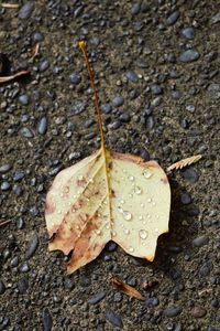 Close-up of maple leaves on ground