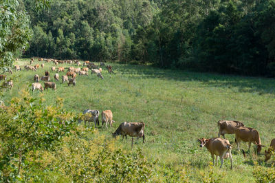 Cows grazing in a field