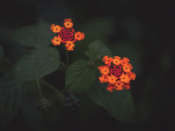 Close-up of red flowers