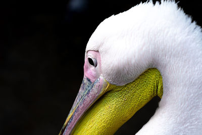 Close-up of a bird against black background