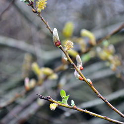 Close-up of red flower buds on twig