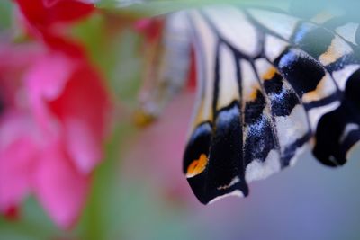 Close-up of insect on leaf