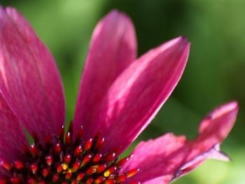 Close-up of pink flowers