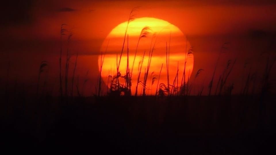 SILHOUETTE TREES AGAINST ORANGE SKY DURING SUNSET