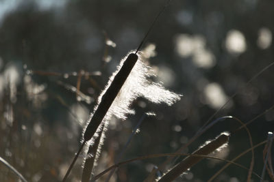 Close-up of snow on leaf during winter