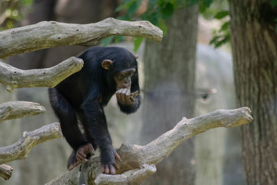 Close-up of monkey on tree trunk