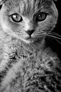 Close-up portrait of cat