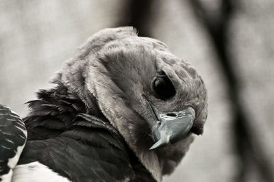 Close-up of bird