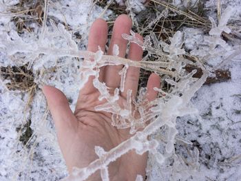 Cropped hand of person holding frozen plant during winter