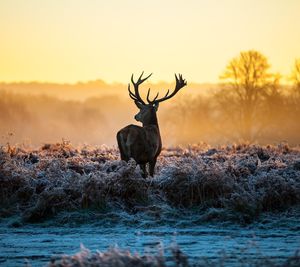 Deer standing on field against sky during sunset