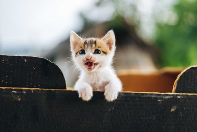 Portrait of kitten sitting outdoors