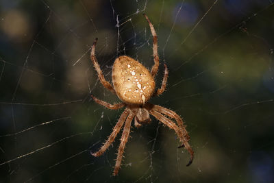 European garden spider on the web