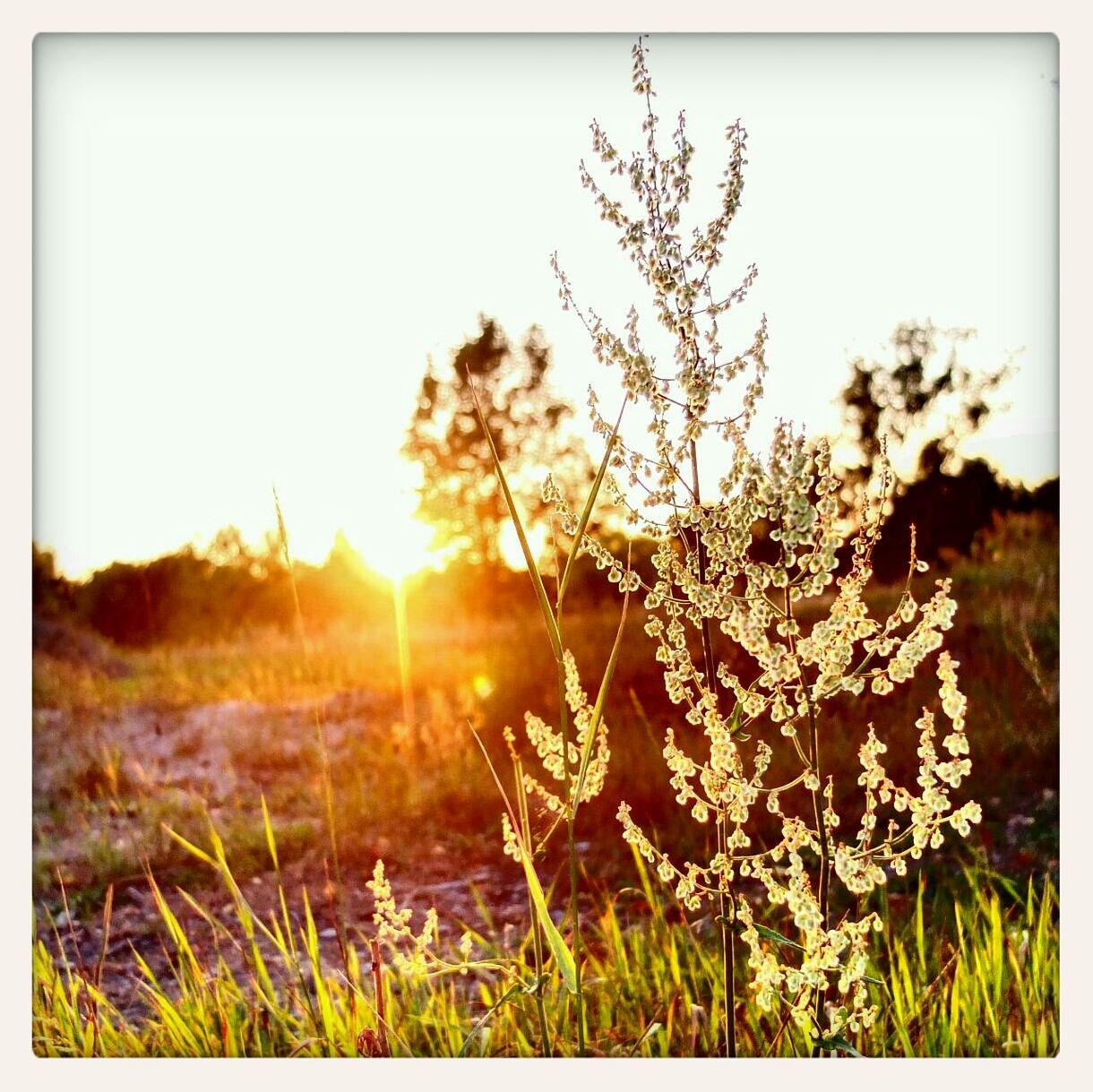 sun, grass, transfer print, tranquility, sunset, tranquil scene, field, sunlight, nature, scenics, landscape, beauty in nature, clear sky, growth, auto post production filter, plant, sunbeam, lens flare, sky, grassy