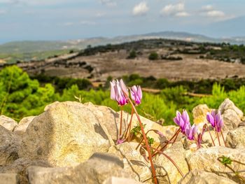 Close-up of pink flowers on rock