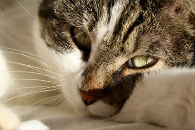 Close-up portrait of cat