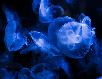 Close-up of jellyfish in water