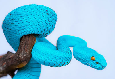 Close-up of blue light bulb against white background