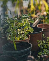 Close-up of potted plant