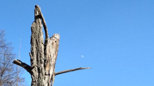 Low angle view of bare tree against clear blue sky