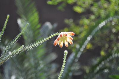 Close-up of multi colored flowers growing on plant