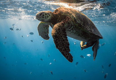 Fish swimming in sea