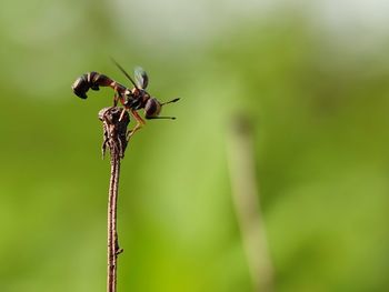 Close-up of insect on plant