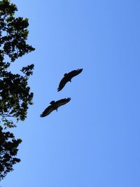 Low angle view of kite flying against blue sky