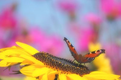 Close-up of butterfly pollinating on flower