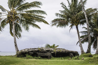 Palm trees on field against sky