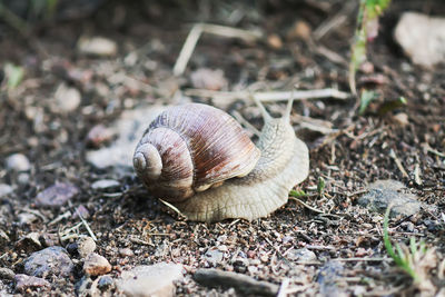 Helix pomatia, roman snail crowling outdoors in summer park